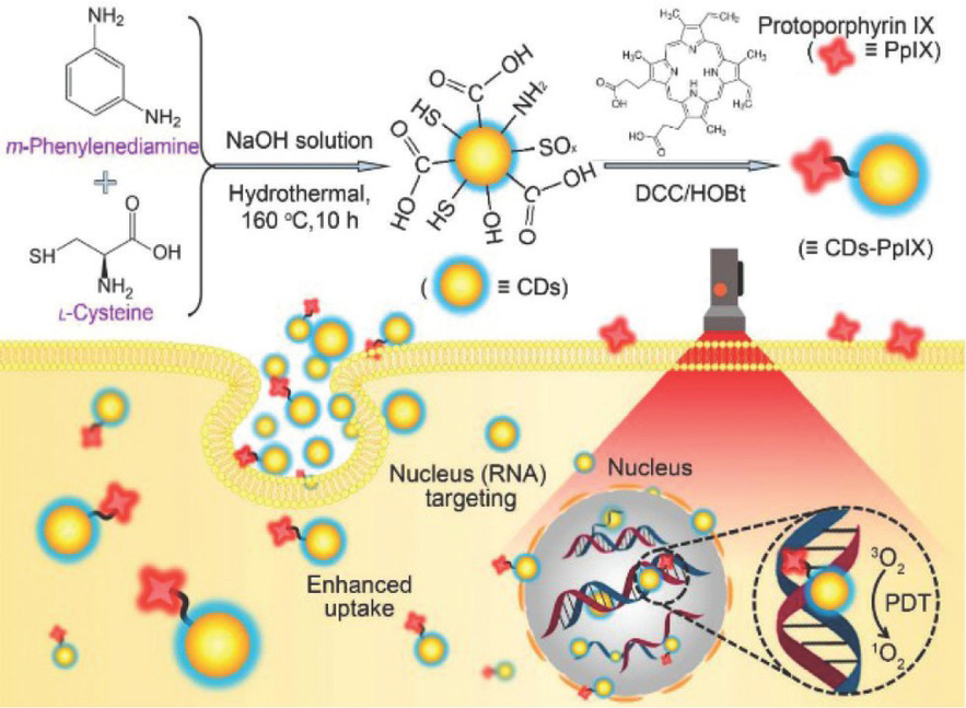 Figure 8 CDs synthesis schematic diagram and targeting the nucleolus imaging mechanism. Reprinted image with permission from Ref. [88], Copyright 2018, American Chemical Society.