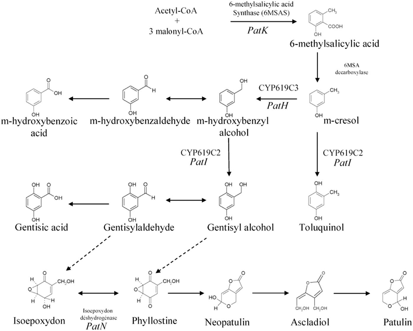 Figure 2 
                  Patulin biosynthesis; from ref. [34].
               