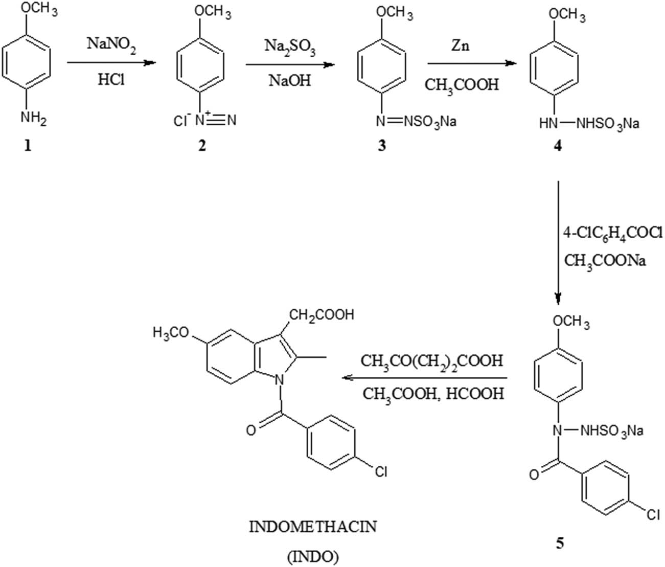 Scheme 1 
                  Synthetic procedure for preparation of INDO [16].
               