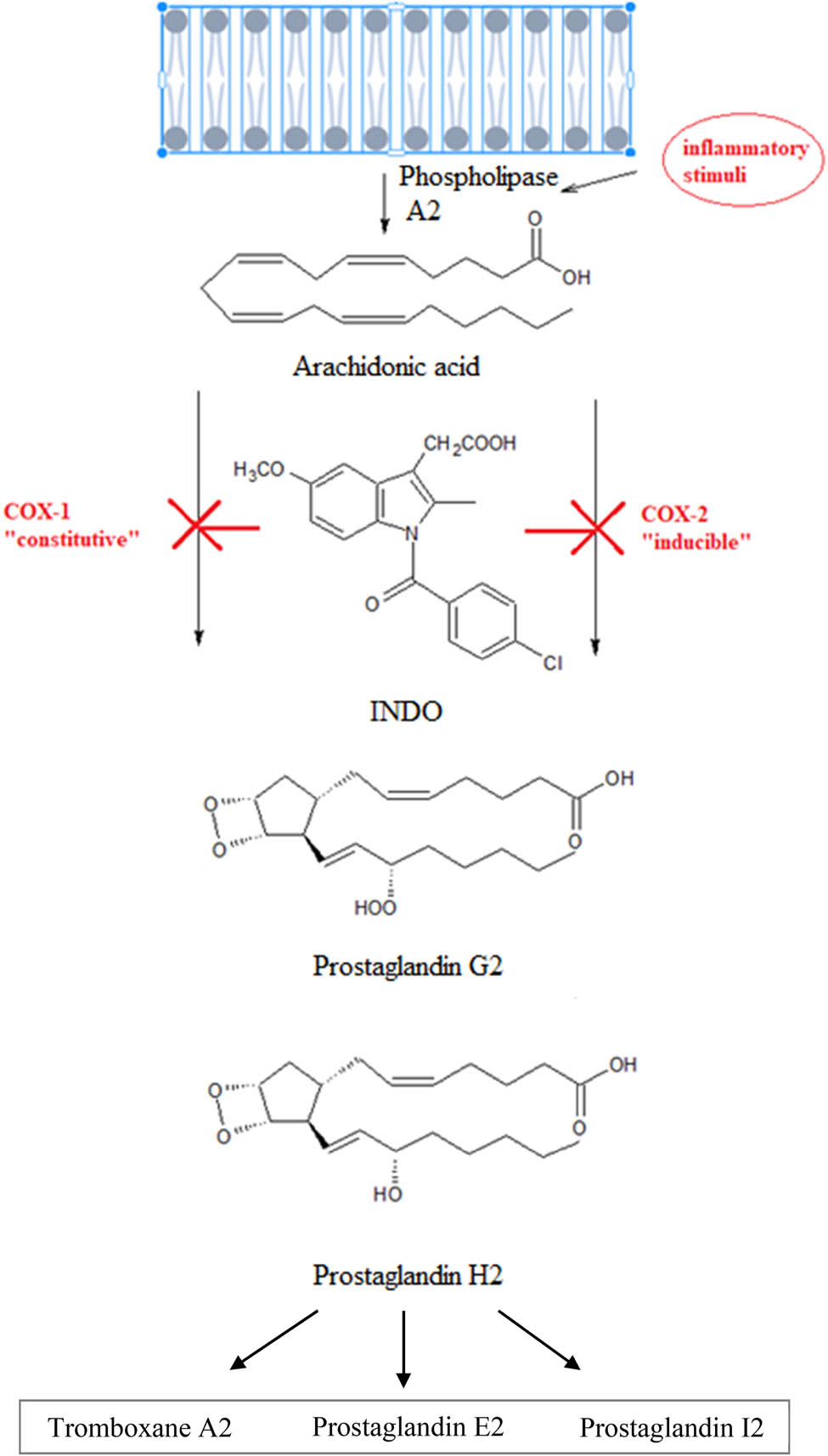 Scheme 2 
                  Proposed mechanism of action of INDO [34].
               