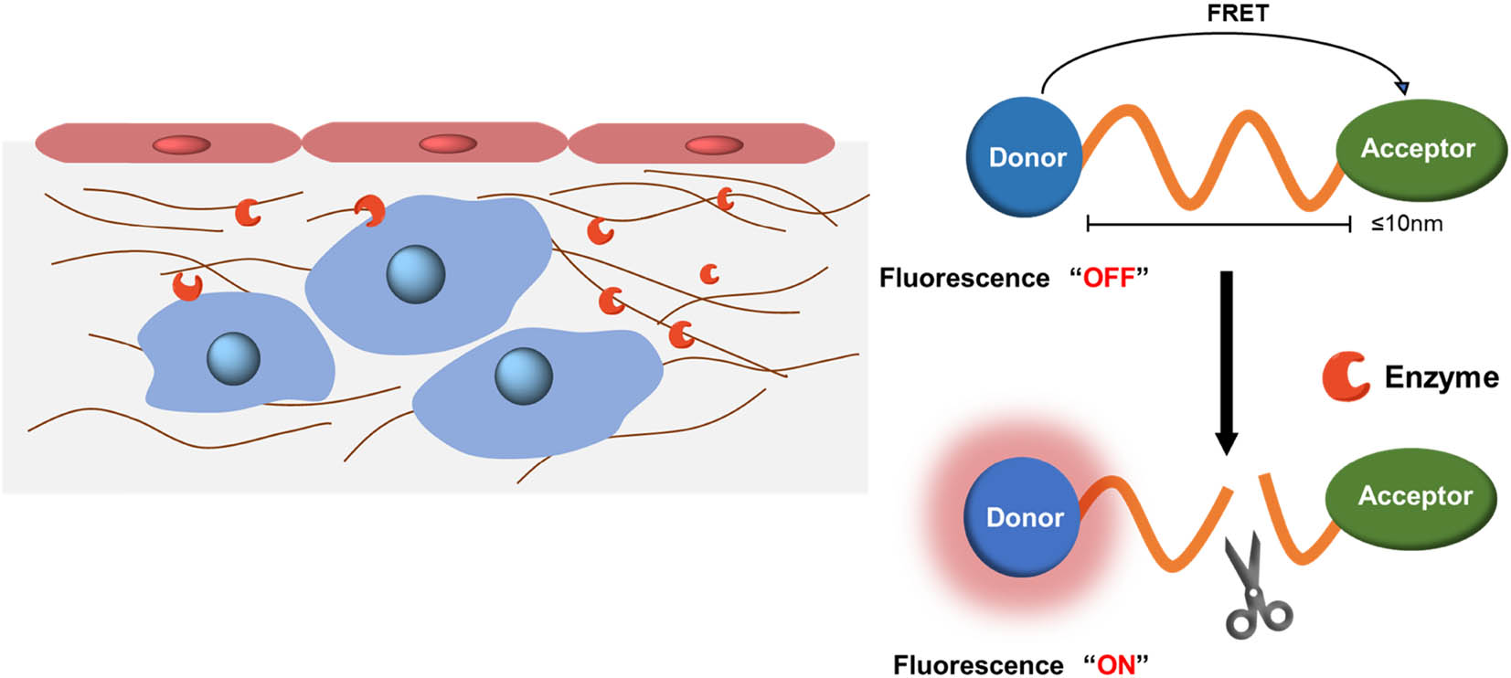 Figure 1 
                  FRET system based on enzyme response.
               