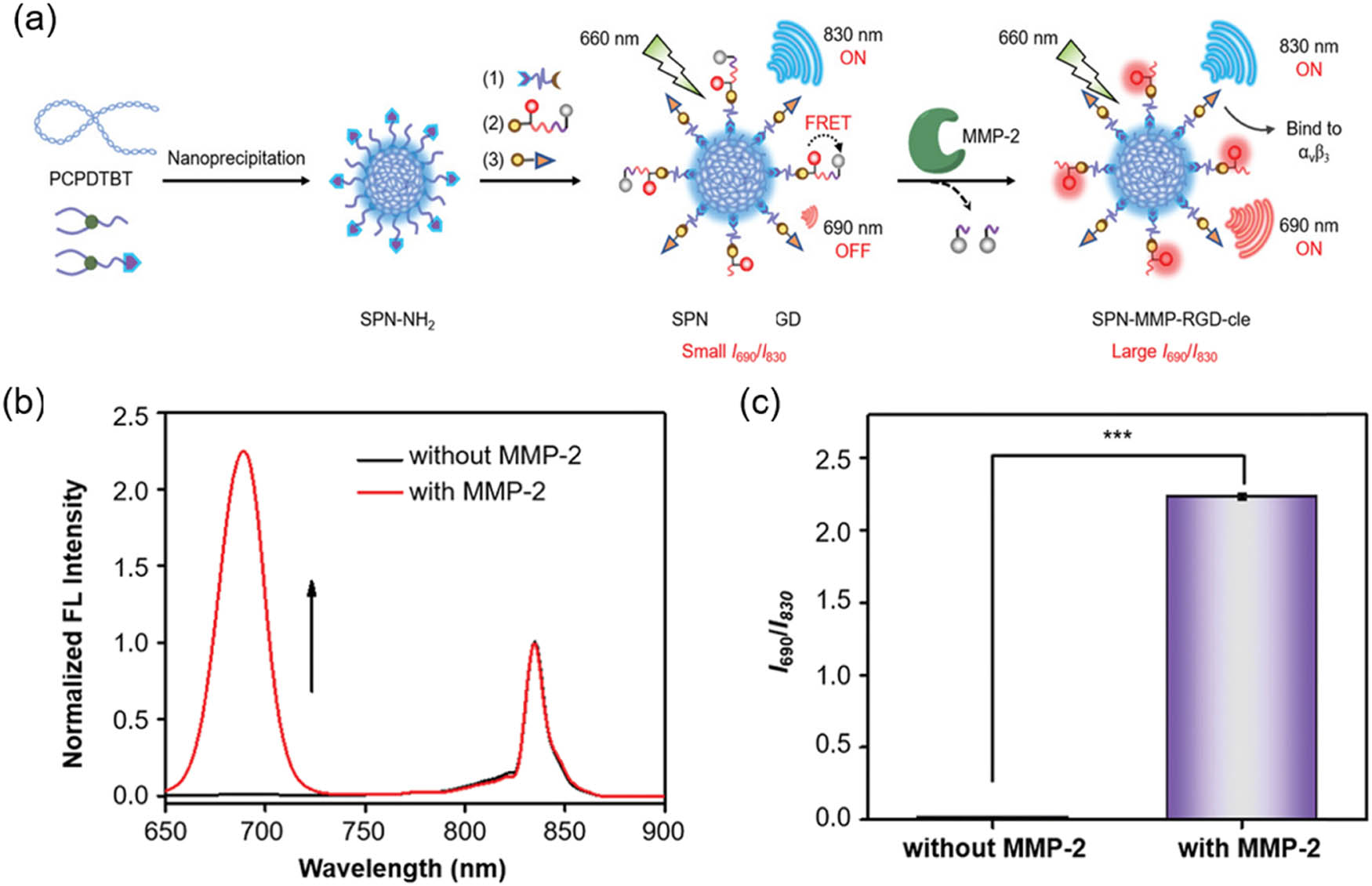 Figure 2 
                     (a) Scheme of preparation and activation of ratiometric NIR fluorescence of SPN-MMP-RGD toward MMP-2 under irradiation by 660 nm. (b) Fluorescence spectra and (c) fluorescence intensity ratio (I
                        690/I
                        830) of SPN-MMP-RGD (28 µg·mL−1 PCPDTBT) before and after incubation with MMP-2 (8 nM). Reprinted with permission from Zeng et al. [50]. Copyright 2021, Wiley-VCH.
                  
