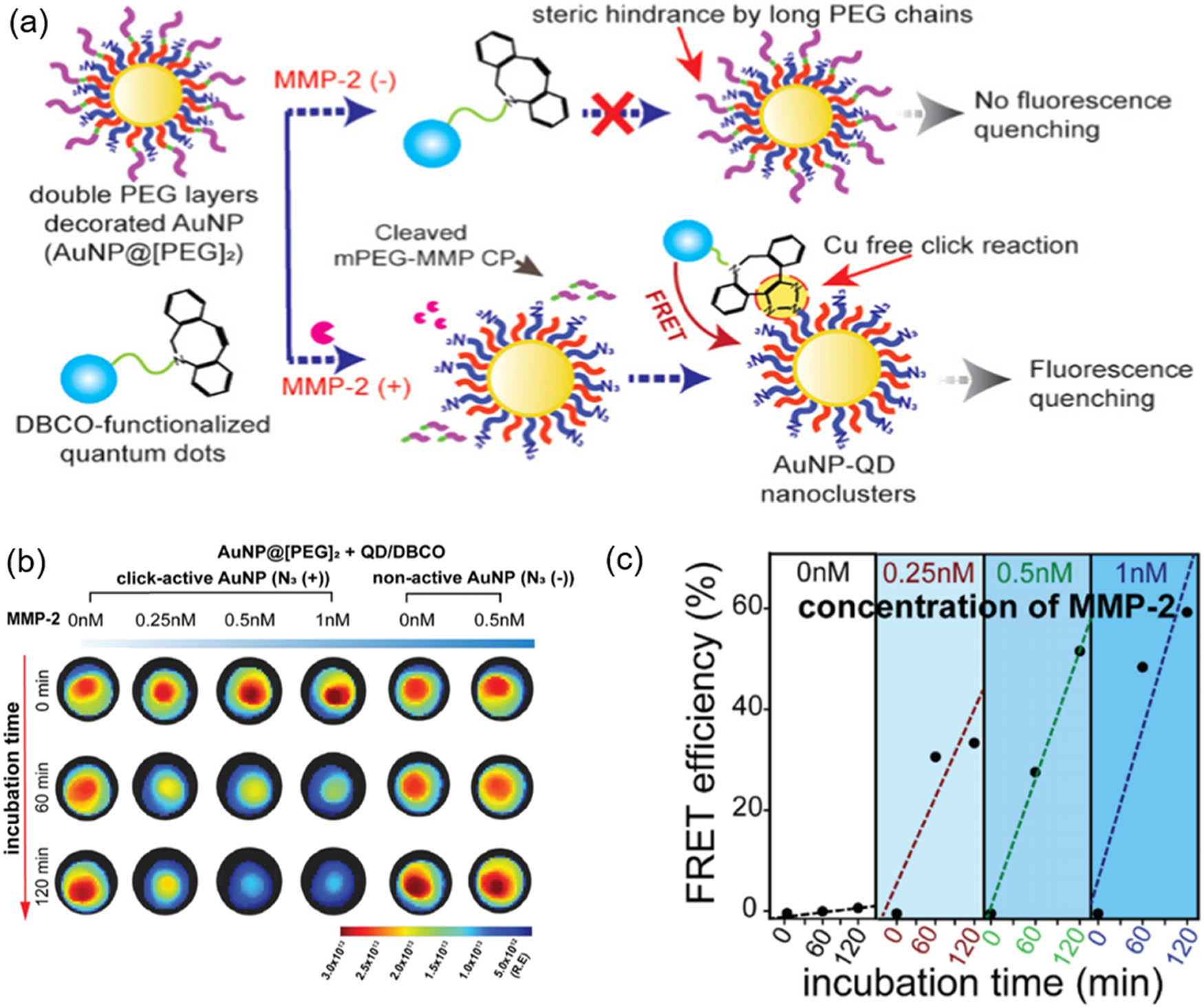 Figure 3 
                     (a) Scheme of preparation and enzyme-responsive cleavage of nanoclusters for real-time imaging. (b) IVIS images and (c) FRET efficiency of Au-QD nanoclusters at various incubation times and MMP-2 concentrations. Reprinted with permission from Pham-Nguyen et al. [53]. Copyright 2022, American Chemical Society.
                  