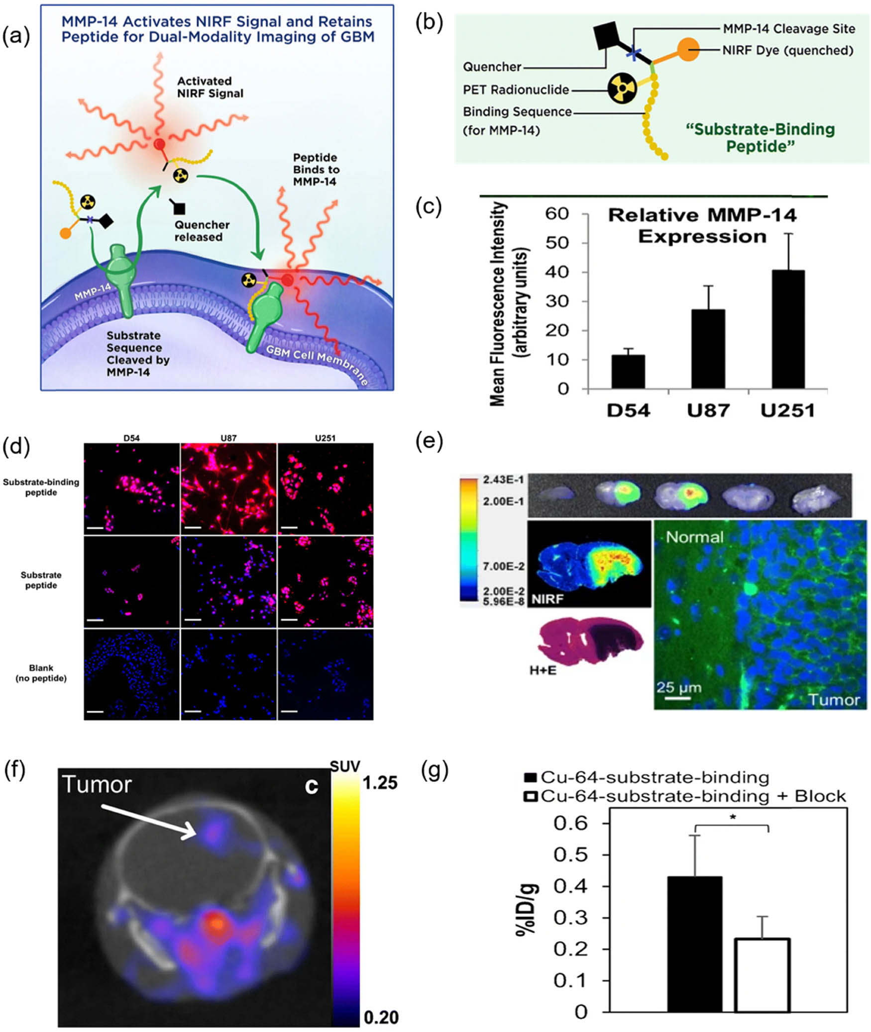 Figure 4 
                  (a) Scheme for dual-modality PET/NIRF imaging of glioma (GBM) with an MMP-14 activatable peptide. (b) Structure of MMP-14 substrate-binding peptide probe. (c) Immunofluorescence signal quantification of MMP-14 in GBM adherent cells cultured in vitro. (d) Cell-associated NIRF signals (red) of glioma cells (D54, U87, U251) after incubation with substrate binding peptide (top), substrate peptide (middle), or buffer control without peptide (bottom) for 1 h. (e) NIRF imaging of mouse tissue sections harboring in situ PDX JX12 glioma tumor 1 h after intravenous injection of substrate-binding peptide. (f) PET images in mice bearing in situ PDX JX12 glioma tumors 4 h after intravenous injection of 64Cu substrate binding peptide. (g) In vitro biodistribution showing whole brain activity 5.5 h after intravenous injection of 64Cu substrate binding peptide or 64Cu substrate binding peptide + blockade (non-labeled binding peptide) in mice bearing in situ PDX JX12 glioma tumors. Reprinted with the permission from Kasten et al. [56]. Copyright 2019, Springer Nature.
               