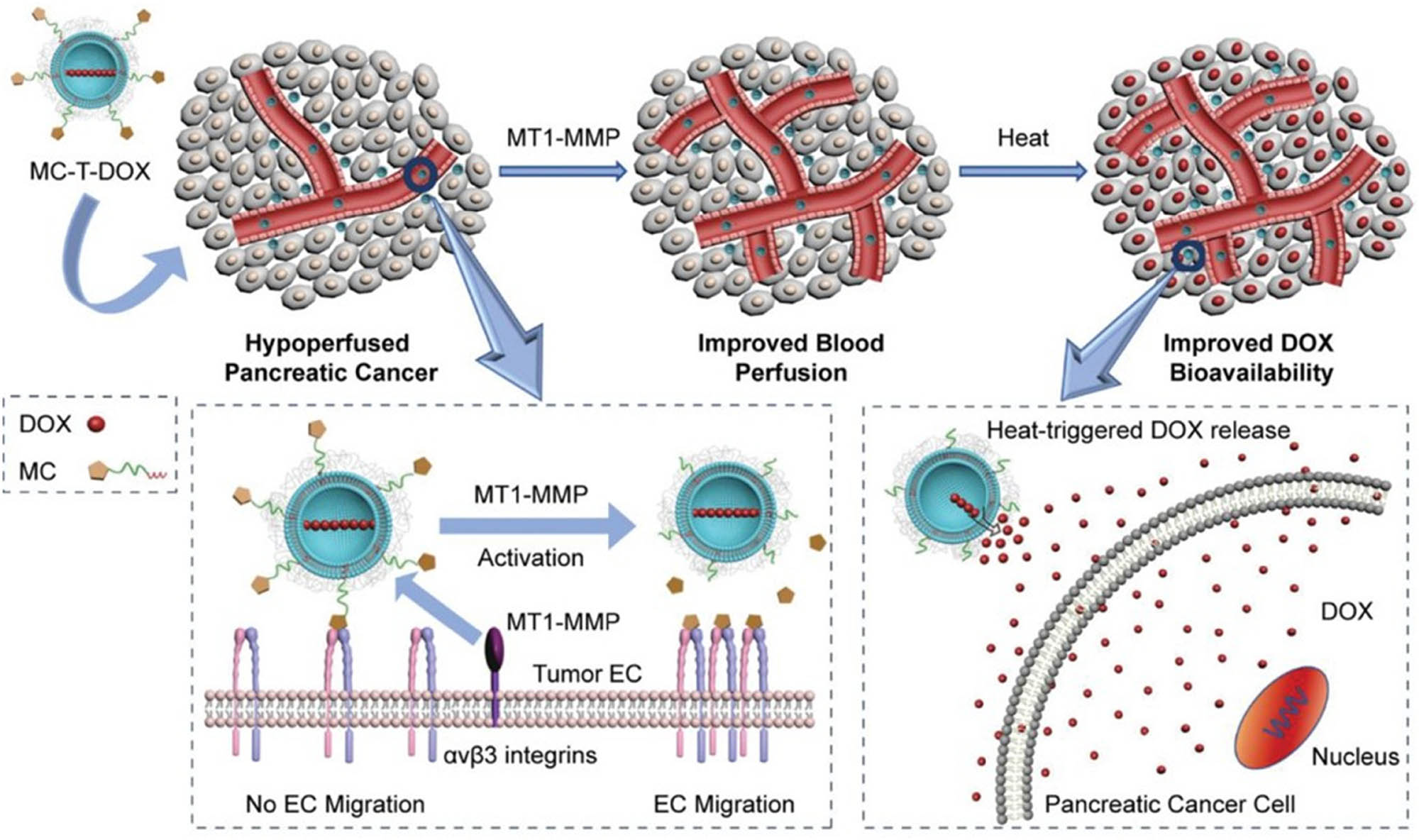 Figure 5 
                  Scheme of MC-T-DOX enhances tumor blood perfusion and drug delivery in pancreatic cancer. MT1-MMP, membrane type 1-matrix metalloproteinase; MC, MT1-MMP-activated cilengitide. Reprinted by permission from Wei et al. [72]. Copyright 2020, Wiley-VCH.
               