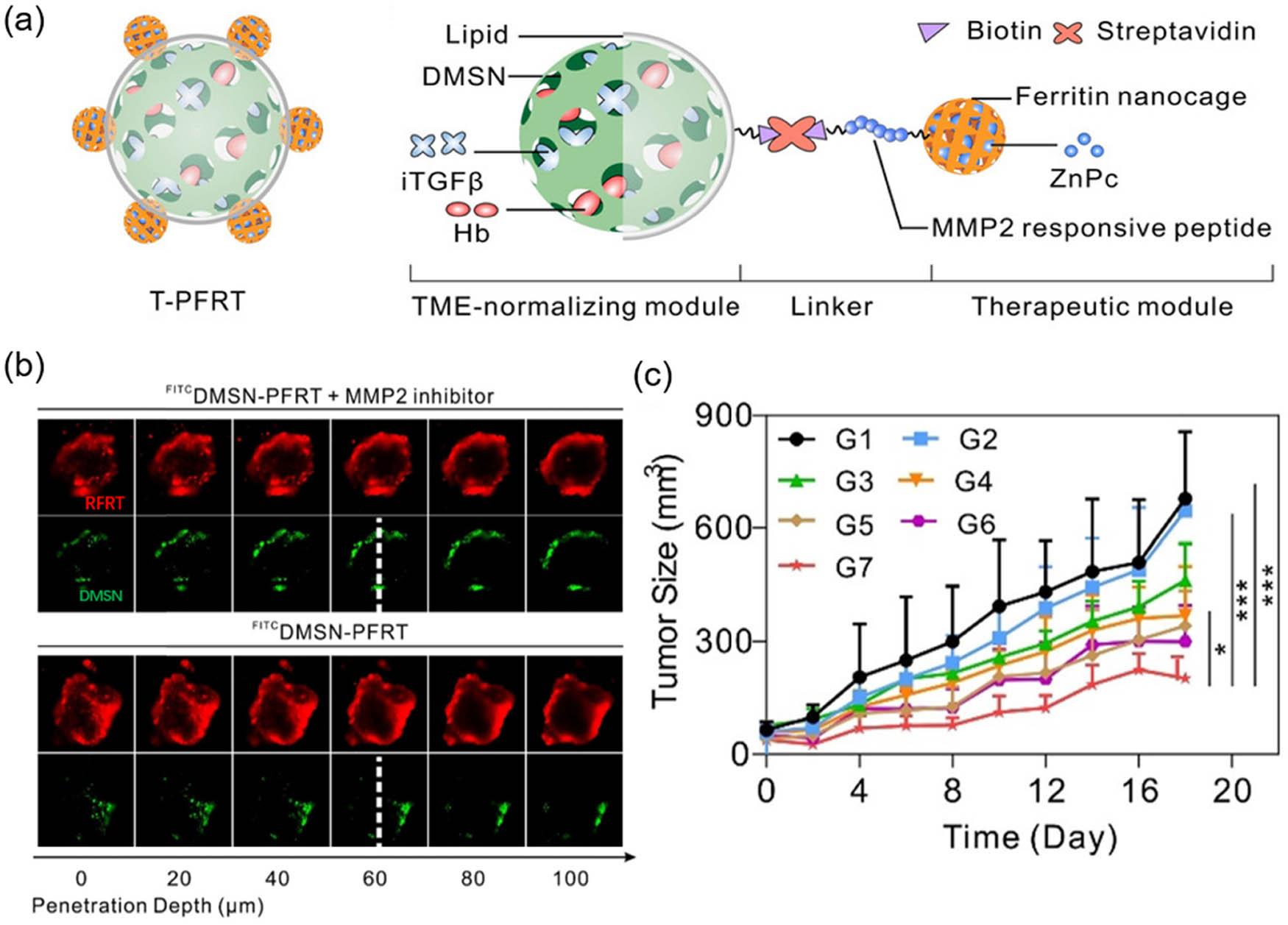 Figure 6 
                  (a) The structure and composition of nanoframeworks T-PFRT. (b) Penetration depth of different formulations in 3D tumor spheroid. (c) Tumor growth curve in different groups. G1, PBS; G2, T-PFRT without laser irradiation; G3, DMSN-PFRT (w/o pep) with laser irradiation; G4, DMSN-PFRT with laser irradiation; G5, iTGFbDMSN-PFRT with laser irradiation; G6, OxyHbDMSN-PFRT with laser irradiation; G7, T-PFRT with laser irradiation. Reprinted with permission from Liang et al. [75]. Copyright 2021, Wiley-VCH.
               