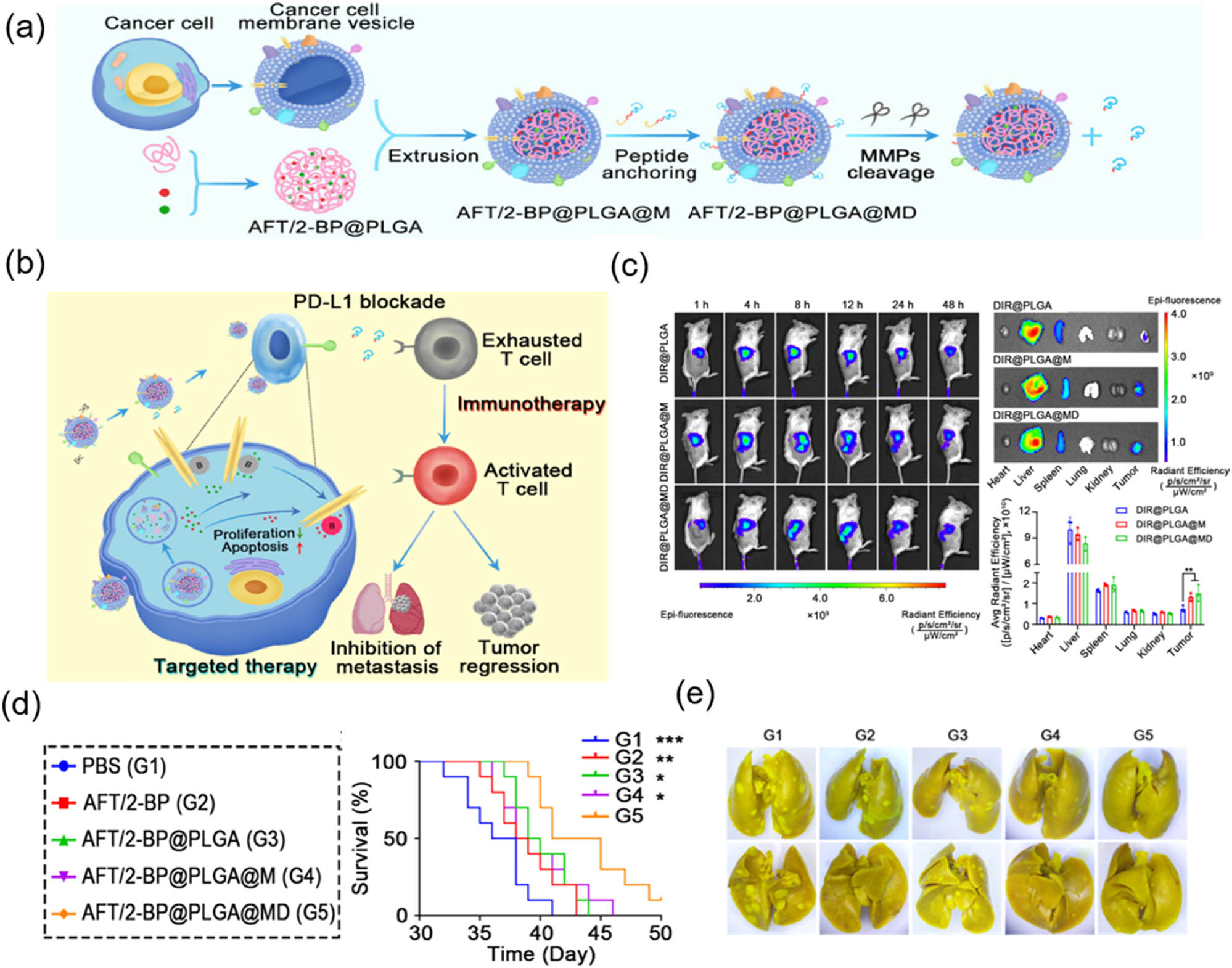 Figure 7 
                  (a) Scheme of preparation of AFT/2-BP@PLGA@MD nanoparticles. (b) The antitumor mechanism of AFT/2-BP@PLGA@MD. (c) FI of mice administration by various nanoparticles labeled with DIR. Fluorescence images of tumors and main organs of mice intravenously injected at 48 h and quantitative analysis of fluorescence intensity of ex vivo images. (d) Mice survival curves. (e) Images of metastatic nodules in lungs. Reprinted with permission from Wang et al. [80]. Copyright 2022, American Chemical Society.
               
