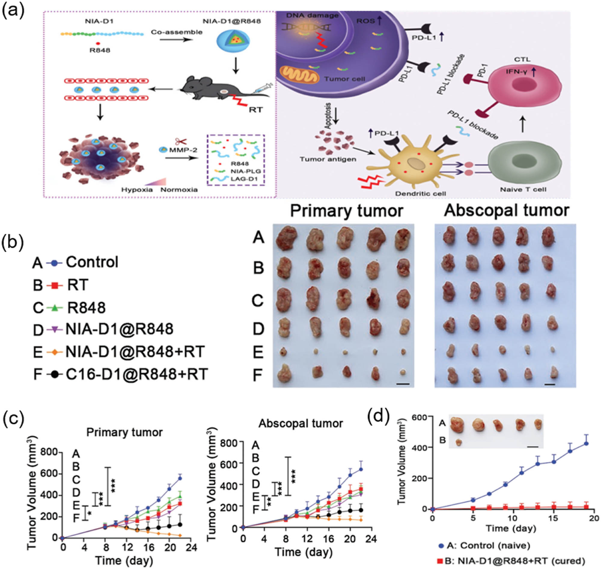 Figure 8 
                  (a) Antitumor mechanism of NIA-D1@R848. (b) Pictures of primary tumors and abscopal tumors after different treatments at day 23; (A–F) represent mice treated with saline, RT, R848, NIA-D1@R848, NIA-D1@R848 + RT, and C16-D1@R848 + RT at an equivalent R848 dose of 0.5 mg·kg−1, respectively; scale bar = 1 cm. (c) Growth curve of primary and abscopal tumors. (d) Tumor images and growth curve of tumors from control naive mice and NIA-D1@R848 + RT cured mice. Scale bar = 1 cm. Reprinted with the permission from Zhu et al. [83]. Copyright 2022, Wiley-VCH.
               