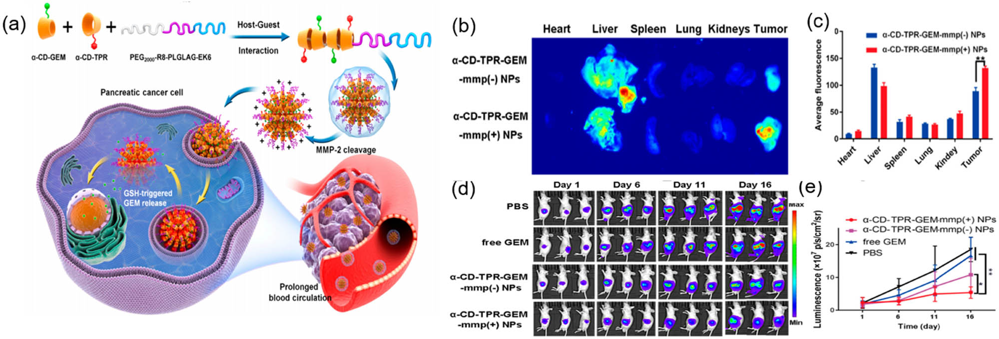 Figure 9 
                  (a) Illustration of preparation of α-CD-TPR-GEM-mmp (+) NP. (b) Fluorescence images of main organs and tumors of mice after administration of nanoparticles for 24 h. (c) Quantitative fluorescent signals of main organs and tumors in (b). (d) In vivo bioluminescence images of orthotopic pancreatic tumor-bearing mice in different treatment groups. (e) Tumor growth curves through quantitatively analyzing the in vivo bioluminescence signals from pancreatic tumors in different treatment groups. Reprinted with permission from Chen et al. [99]. Copyright 2020, American Chemical Society.
               
