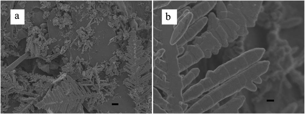 Figure A3 
                  (a) SEM images of the products obtained at TSC 0 mM (scale bar, 1 μm) and (b) its corresponding magnified images (scale bar, 200 nm).
               