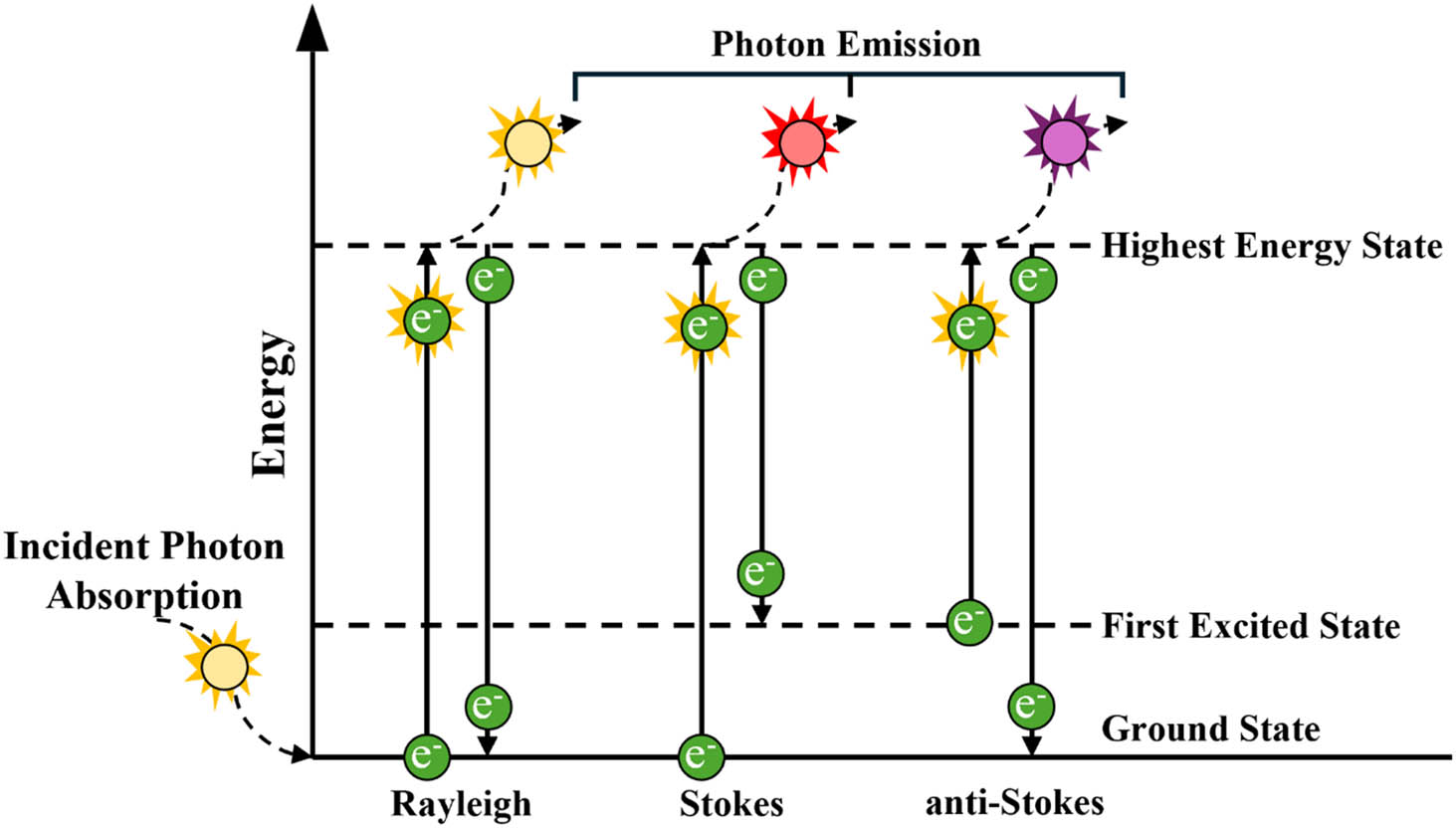 Figure 2
A diagram depicting the change in energy states between Rayleigh, Stokes, and anti-Stokes Raman scattering. Energy states reflect vibronic and not electronic transitions.