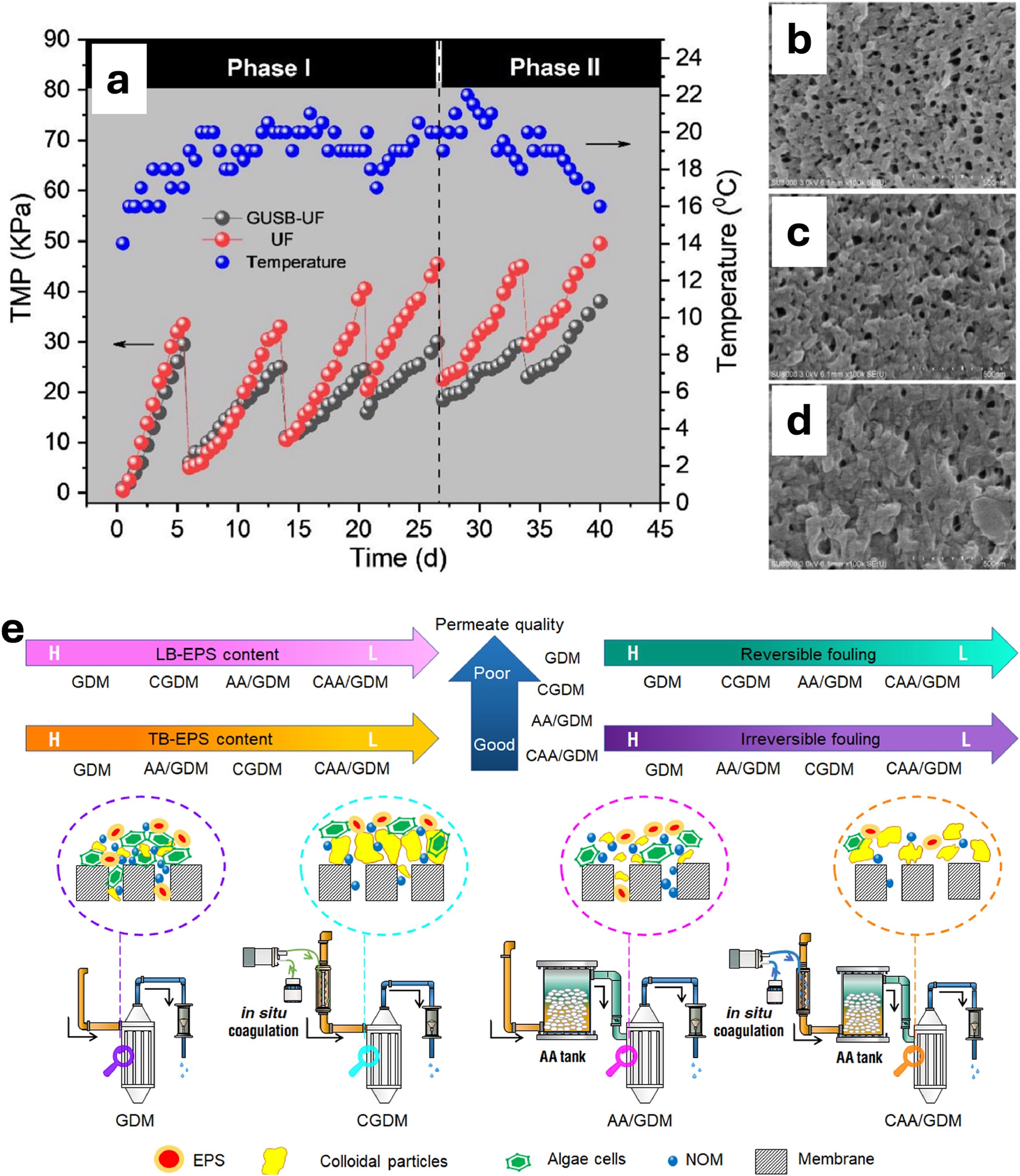 Figure 9: 
Fouling mitigations. (a) TMP progression in GDU with gravity-driven up-flow slow biofilter GUSB-UF and UF systems during both operational phases. Surface morphology of (b) the pristine membrane, and the membranes from (c) GUSB-UF and (d) UF systems after cleaning; panels (a–d) reproduced from (Xu et al. 2021) with permission from Elsevier. (e) Mechanisms behind flux stabilization and water quality in the four systems. L denotes low level, H denotes high level; reproduced from (Du et al. 2022) with permission from Elsevier.
