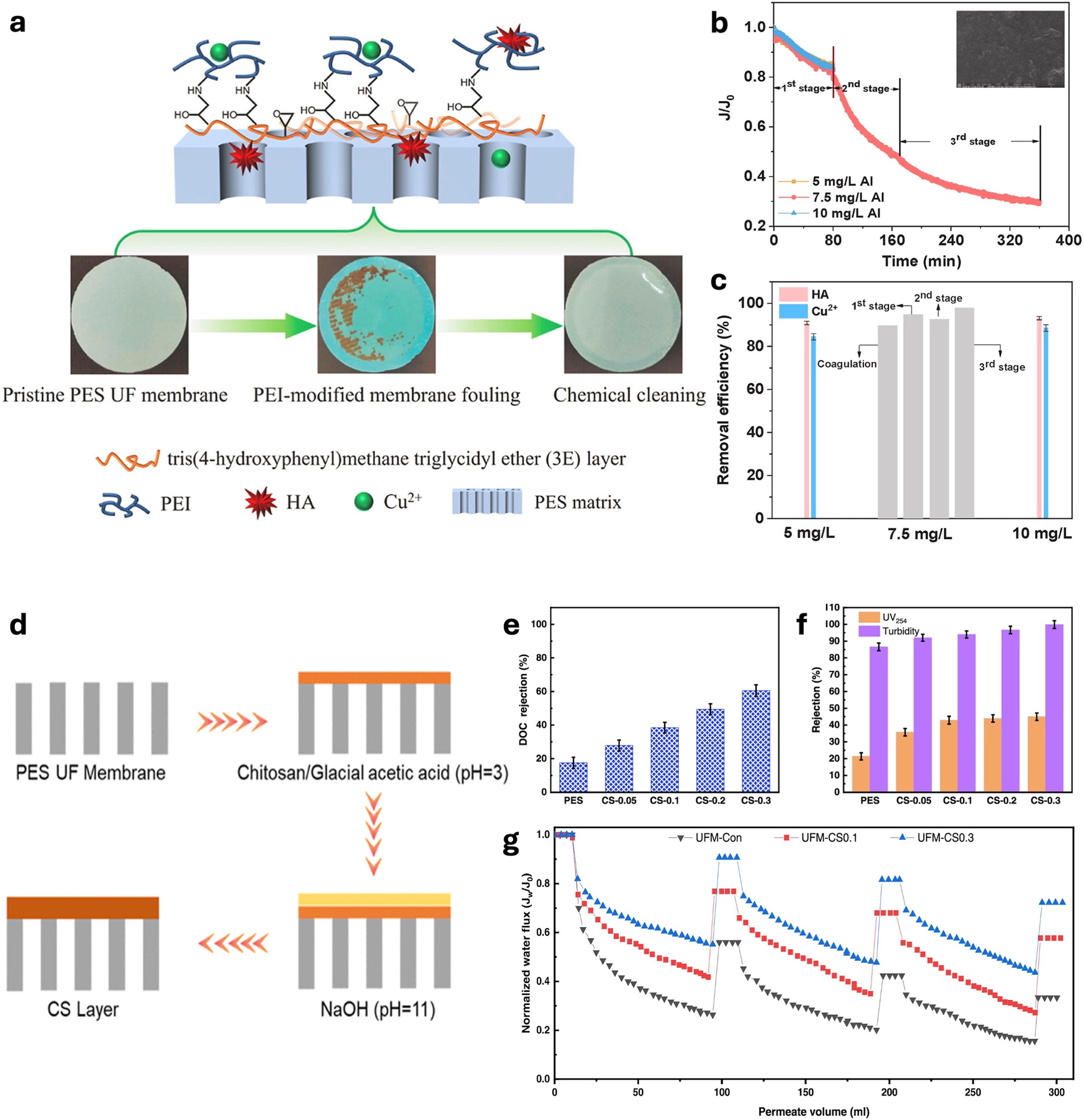 Figure 12: 
Surface modified UF membrane. (a) Illustration, (b) normalized flux profile, and (c) removal efficiency of PEI-modified PES UF; panels (a–c) reproduced from (Ma et al. 2023) with permission from Elsevier. (d) Preparation scheme, (e) DOC rejection, (f) turbidity and UV254 rejection, and (g) normalized flux profile of CS-modified PES UF membrane; panels (d–g) reproduced from (W. Zhou et al. 2023) with permission from ACS Publications.
