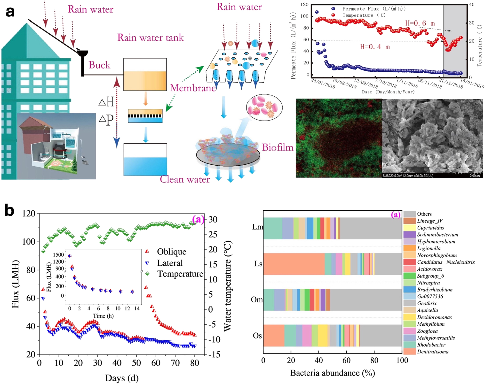 Figure 15: 
Roof rainwater reuse with GDU system. (a) Schematic, performance, and biofilm formation of GDU system for the reuse of roofing rainwater; reproduced from (Du et al. 2019) with permission from Elsevier. (b) Flux, water temperature, and various bacteria on GDU membrane used in roofing rainwater purification; reproduced from (Du et al. 2023) with permission from ACS Publications.
