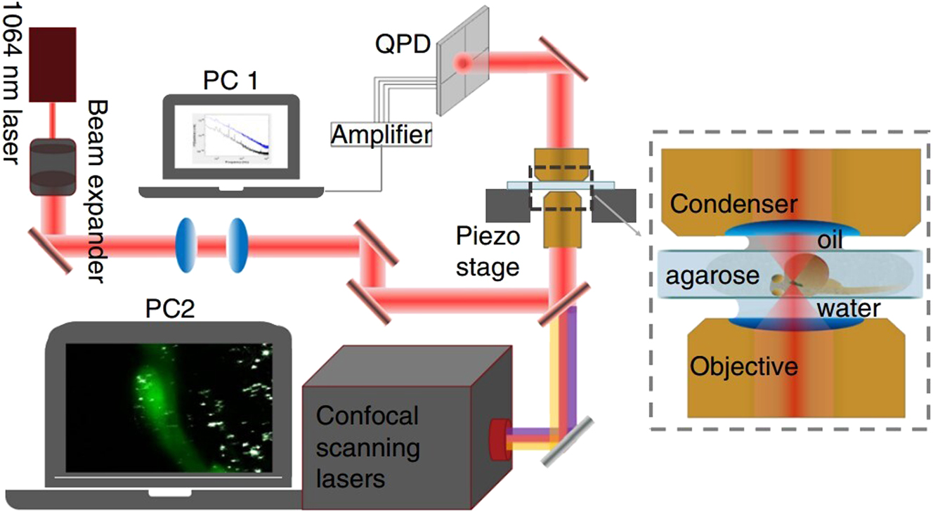 Figure 13:
Schematic of the setup for laser tracking of nanoparticles in vivo (Dzementsei et al. 2022; reproduced with permission from Springer Nature).