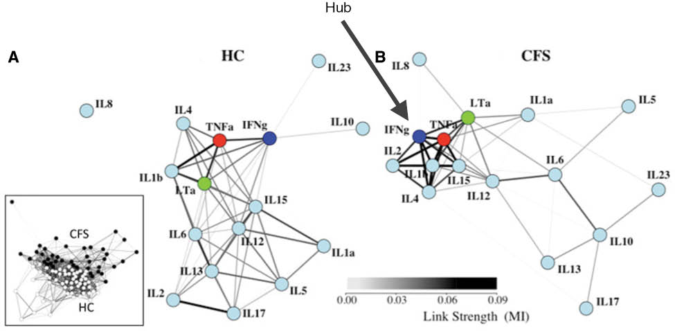 Figure 1: Cytokine co-expression networks were constructed from the pair-wise mutual information (MI) patterns found within each subject group. Networks for HC and CFS had visibly different topologies (geometric arrangements). A weighted spring-electrical embedding structurally reveals the subject-subject (inset) and cytokine-cytokine associations based on measurements in 59 healthy control subjects (A) and 40 CFS patients (B). All edge weights are significant at p≤0.01. Separation of subjects was consistent with their assignment to diagnostic groups supporting the use of within-group variation in the estimation of mutual information for cytokine-cytokine associations (73). Diagram used with permission.Broderick G, Fuite J, Kreitz A, Vernonb SD, Klimas N, Fletcherd MA. A Formal Analysis of Cytokine Networks in Chronic Fatigue Syndrome. Brain Behav Immun 2010;24(7): 1209–1217. doi:10.1016/j.bbi.2010.04.012.