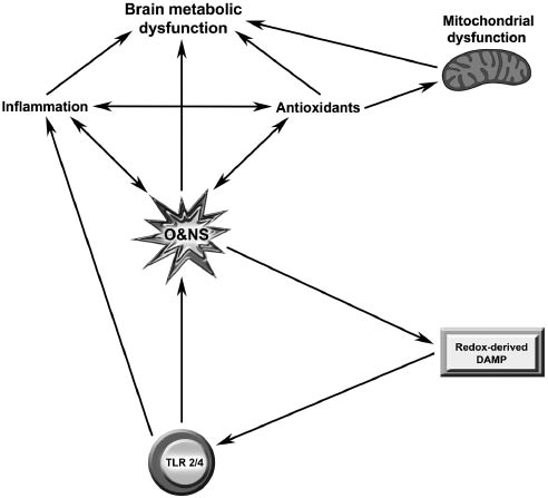 Figure 2: Pathways associated with secondary fatigue. Prolonged and or excessive stimulation of membrane bound Toll-like receptors (TLRs) results in the production of pro-inflammatory cytokines (PICs) and reactive oxygen and nitrogen species (O&NS) at sufficiently high concentrations to cause macromolecule damage leading to the production of redox-derived damage-associated molecular patterns (DAMPs). The presence of such DAMPs leads to chronic engagement of TLRs and a spiraling, self-amplifying pattern of increasing ROS/RNS and PICs in a TLR radical cycle. Increasing levels of ROS/RNS damage mitochondrial lipids and proteins leading to dissipation of the mitochondrial membrane potential and inhibition of the electron transport chain. This leads to compromised oxidative phosphorylation and the production of ROS making another major contribution to the inflammatory milieu and another element in the development of a vicious spiral of bioenergetics decline. Elevated levels of PICs in the periphery activate microglia and astrocytes in the brain leading to the production of elevated PICs and ROS/RNS causing mitochondrial and metabolic dysfunction (77). Diagram is used with permission.Morris G, Berk M, Walder K, Maes M. Central pathways causing fatigue in neuroinflammatory and autoimmune illnesses BMC Medicine (2015) 13:28. DOI 10.1186/s12916-014-0259-2.