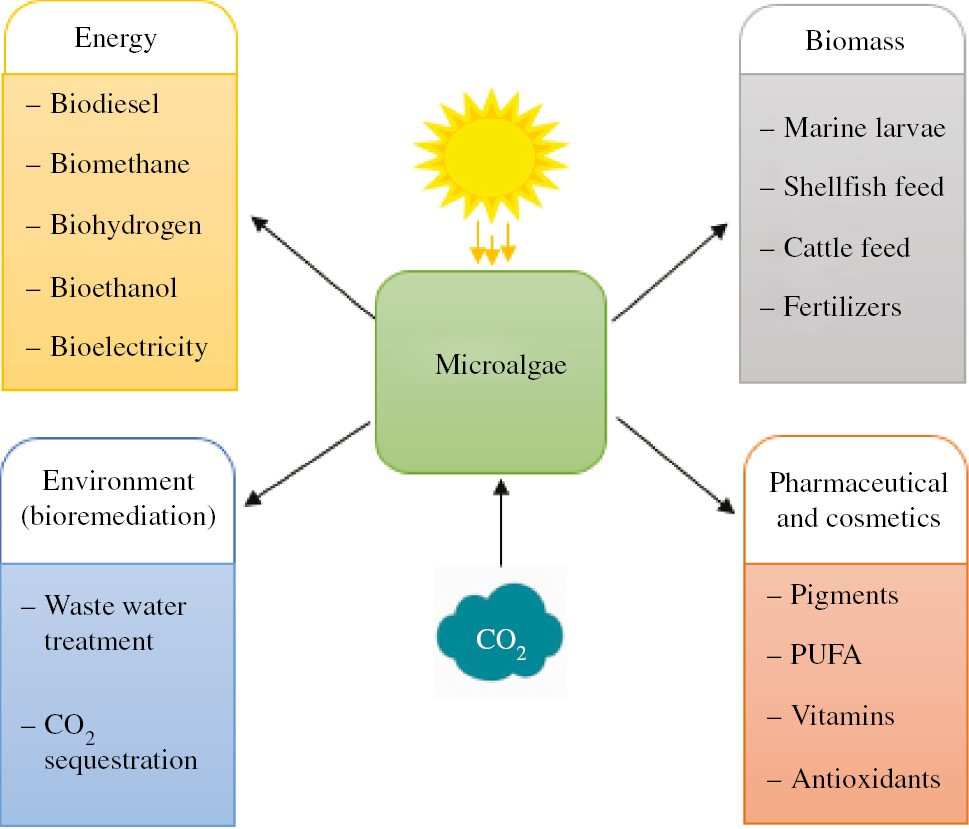 Figure 2: Production of microalgae: bioproducts useful in different fields.