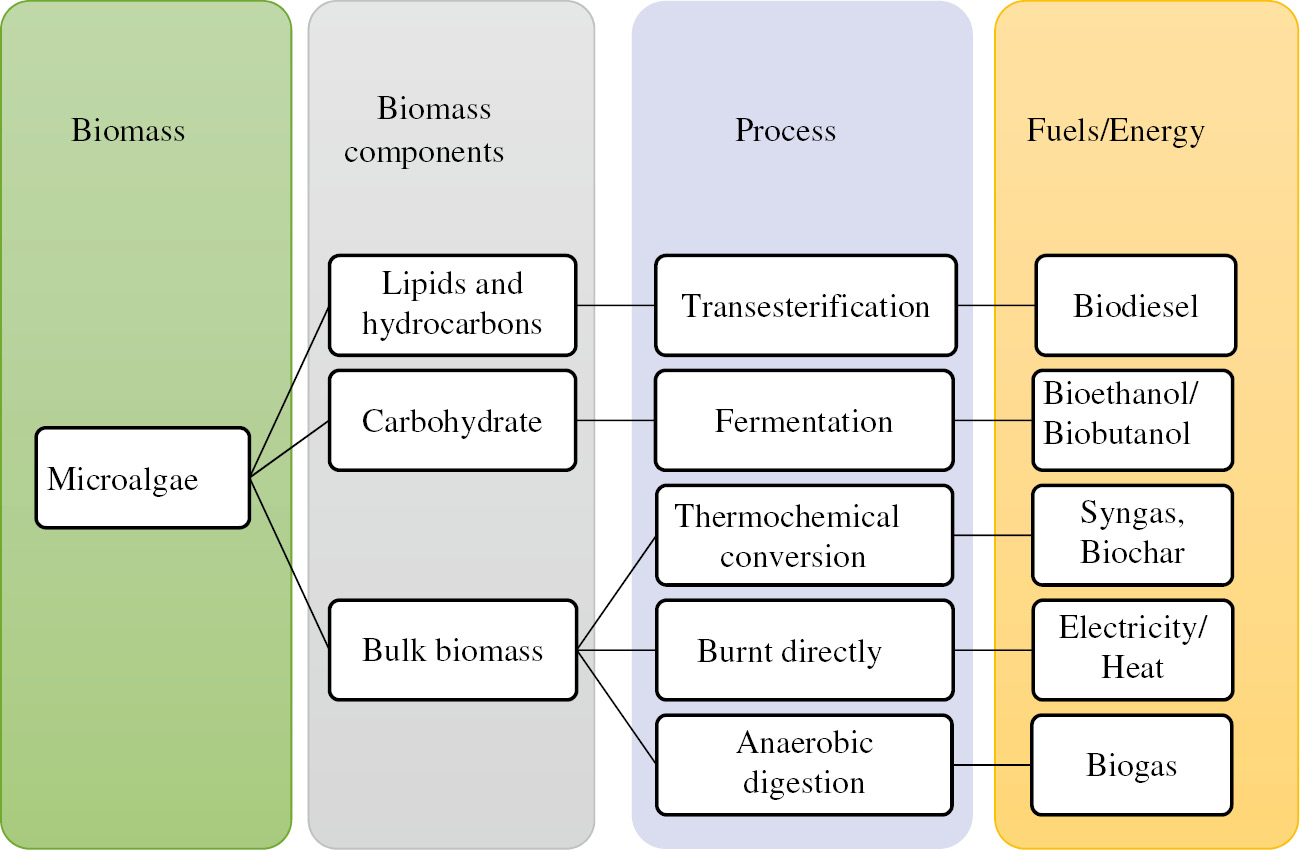 Figure 3: Different ways for converting microalgae biomass into biofuels and energy.