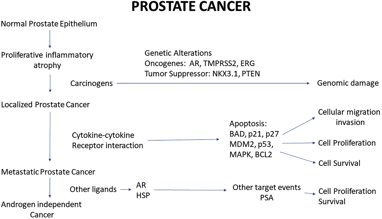 Figure 2: Prostate Cancer Pathway from KEGG pathway.The Immunohistochemistry confirmed the expression of AR in benign and malignant prostate diseases. The AR number found to be more in PCa as compared to BPH [75].