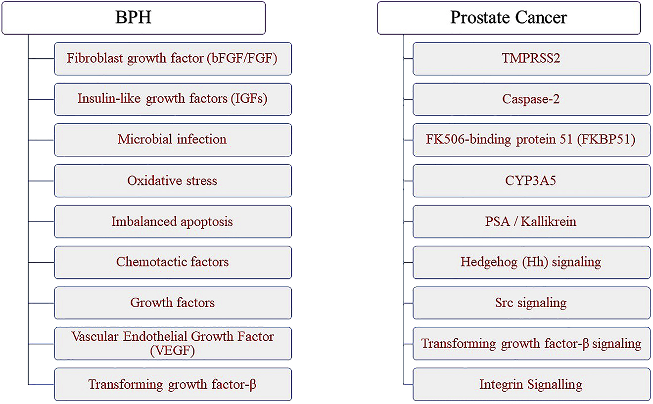 Figure 3: The targets of BPH and prostate cancer.The general trend observed for PCa is that it initiates in the peripheral zone usually. But, in a few cases, it is also found to initiate in the transition zone. The trend is vice versa for BPH. BPH initiates in the transition zone mostly and in few cases observed in the peripheral zone [3]. A study genome-wide association conducted and found little or no overlap among BPH variants and PCa variants published earlier. A few variants related to serum PSA observed in BPH [76], [77].