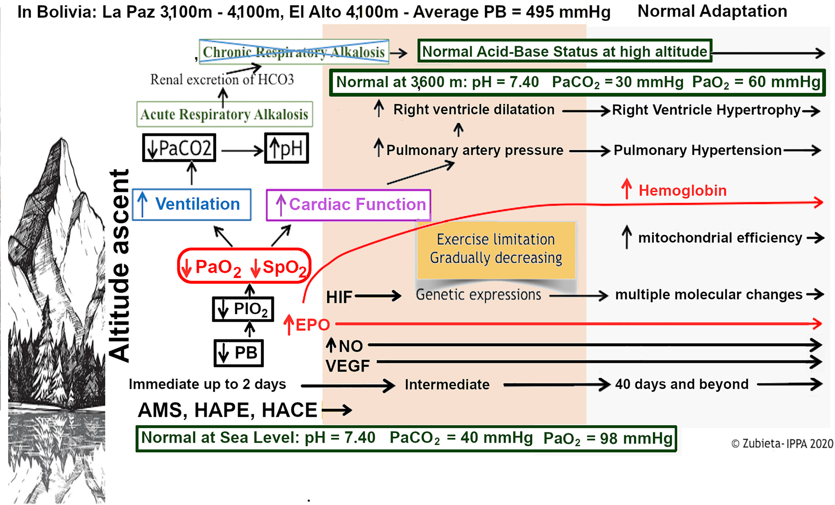 Figure 2: 
Time related physiological adaptation to high altitude. Starting from the bottom left side. Red ascending line: 40 days logarithmic hemoglobin increase to reach a plateau upon arrival to 3,600 m. PB = barometric pressure; PIO2 = partial pressure of inspired oxygen; PaO2 = arterial partial pressure of oxygen; SpO2 = pulse oximetry saturation; PaCO2 = arterial partial pressure of carbon dioxide; HIF = hypoxia inducible factor; NO = nitric oxide gas; EPO = Erythropoietin. The acid-base status should be interpreted according to the high altitude correction factors [11]. IPPA.
