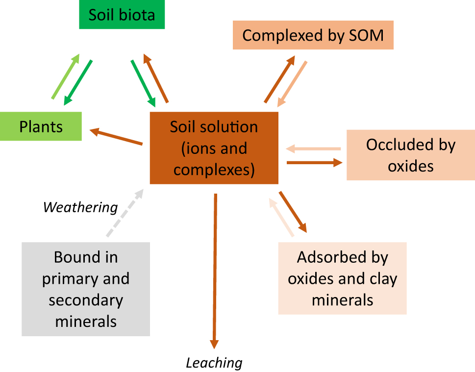 Figure 2: 
Interactions between different forms of PTEs in soils (adapted from [9]).
