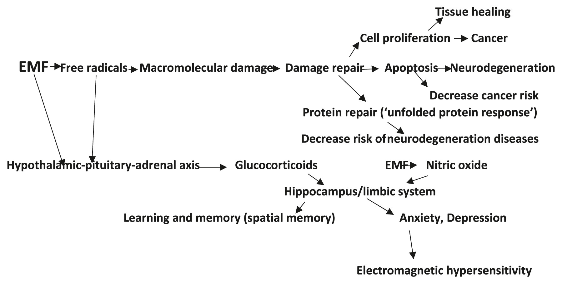 Figure 1: 
A schematic representation of the hypothesis of mechanisms and effects of EMF discussed in the paper. The upper pathway presents the possible consequences of EMF-induced ‘cellular stress response’. The lower pathway describes the responses of the ‘hypothalamic-pituitary-adrenal axis’.
