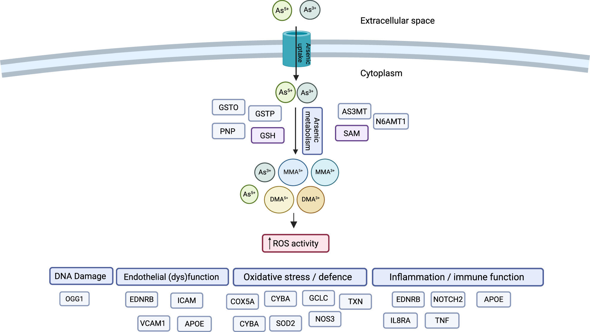 Figure 2: 
Genes and molecular pathways reported to interact with arsenic exposure to affect risk of arsenic-related adverse cardiometabolic outcomes. After ingestion, iAs (predominantly iAs5+ in drinking water) is absorbed in the gastro-intestinal tract and undergoes a series of reduction-oxidation and methylation steps to generate monomethylated arsenic (MMA) and, subsequently, dimethylated arsenic (DMA) species, whereby DMA5+ is the human biomethylation end-product. Biological mechanisms underlying adverse cardiometabolic outcomes have largely been hypothesised to be related to an increase in reactive oxygen species (ROS) activity. Different molecular pathways (arsenic metabolism, DNA damage, endothelial (dys)function, oxidative stress / defence, inflammation / immune function) are in dark blue and genes for which SNPs were identified to interact with arsenic exposure on risk adverse arsenic-related cardiometabolic outcomes are in light blue/grey (Table 3).
