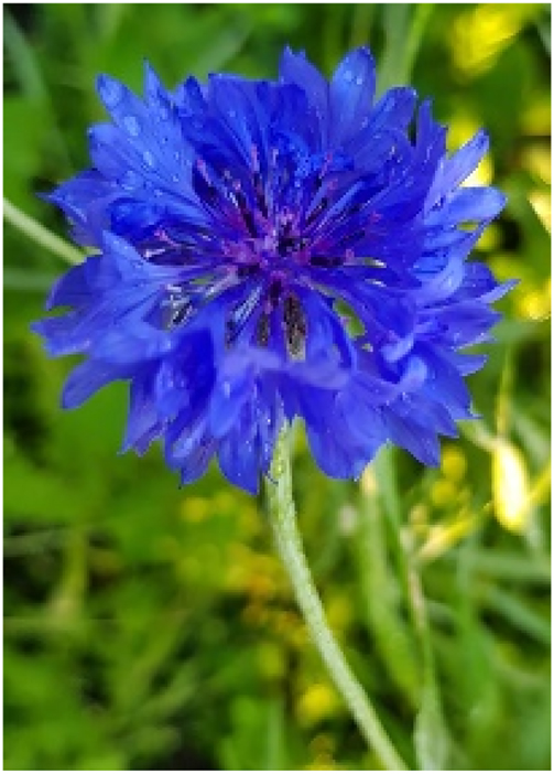 Figure 1: 
Centaurea cyanus.
