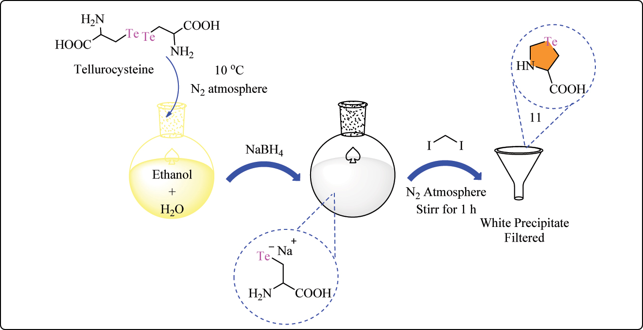 Scheme 4 (A): 
Methodology for the synthesis of telluro amino acid complex 11.
