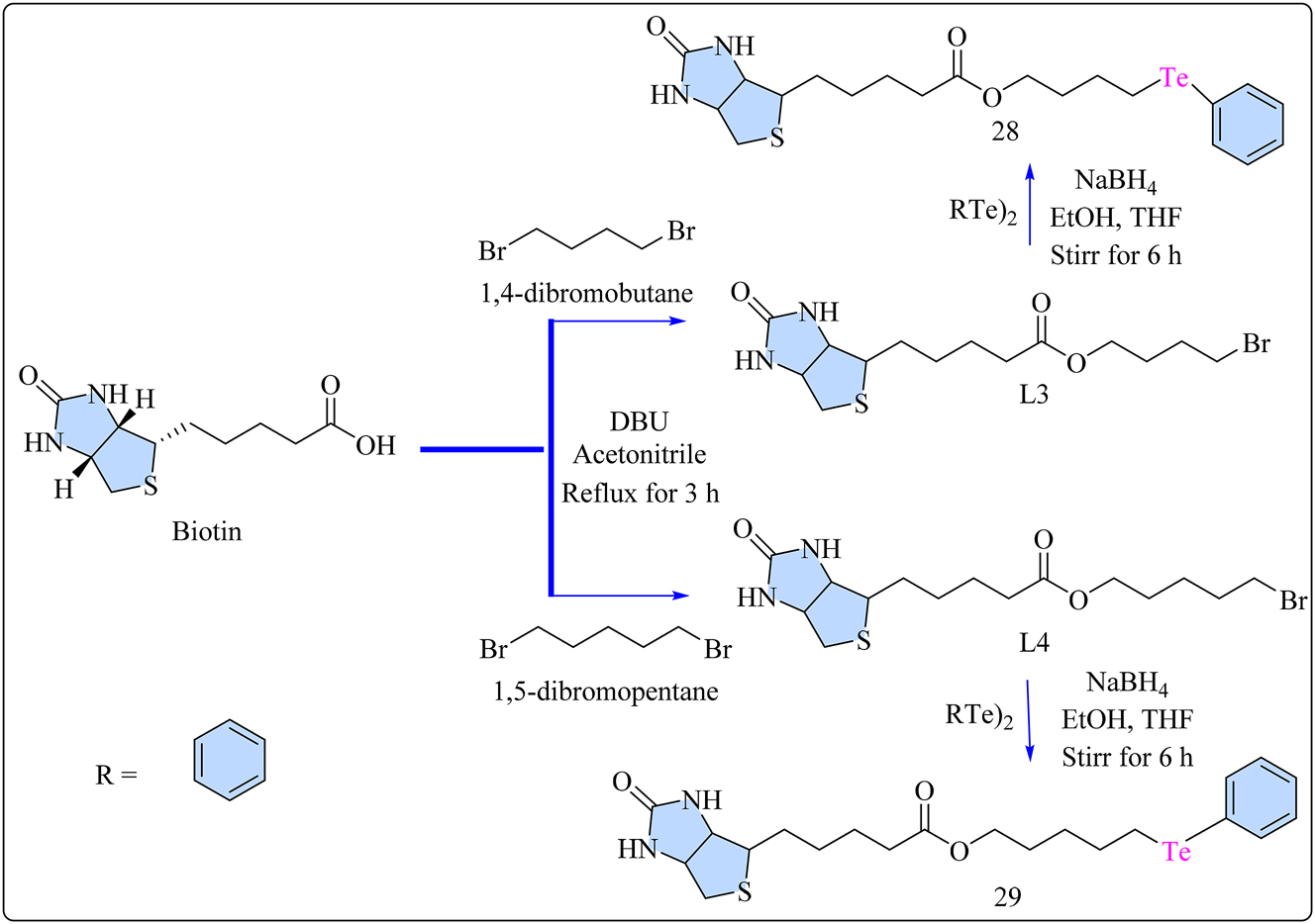 Scheme 6: 
Methodology for the synthesis of biotin ligand L3 and L4 and their Te(IV) complexes 28 as well as 29.
