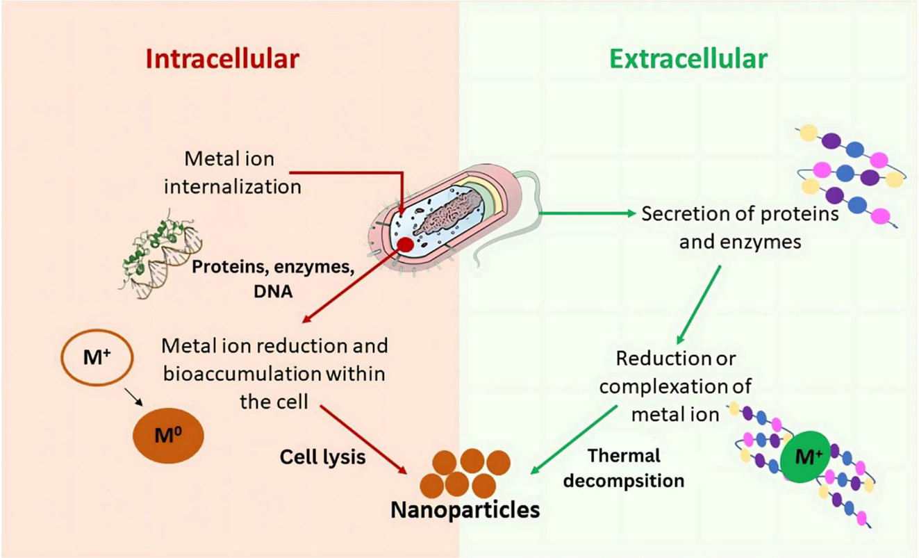 Figure 5: 
Schematic illustration of bacterial synthesis of AuNPs through intracellular and extracellular pathways. This figure demonstrates enzyme-driven reduction processes in bacterial synthesis of AuNPs, showing potential for environmentally friendly synthesis. Adapted from ref. 70].
