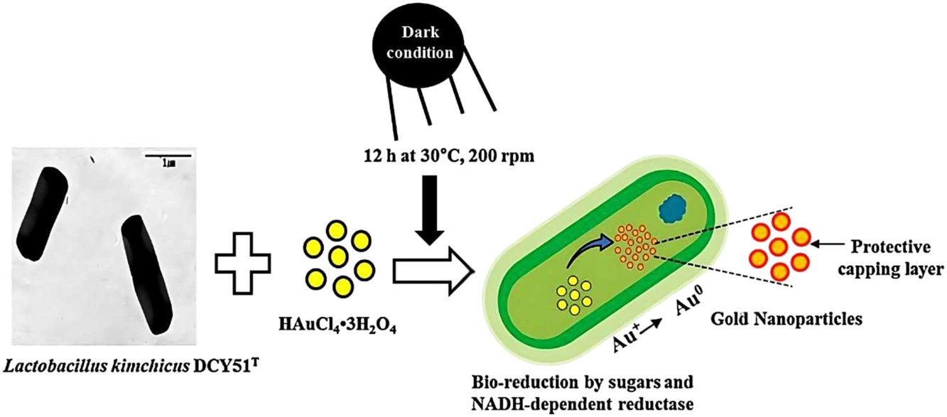 Figure 6: 
Formation of AuNPs through intracellular synthesis using Lactobacillus kimchicus DCY51T, showing the role of bacterial processes in shaping AuNP size and morphology. Adapted from ref. 73].
