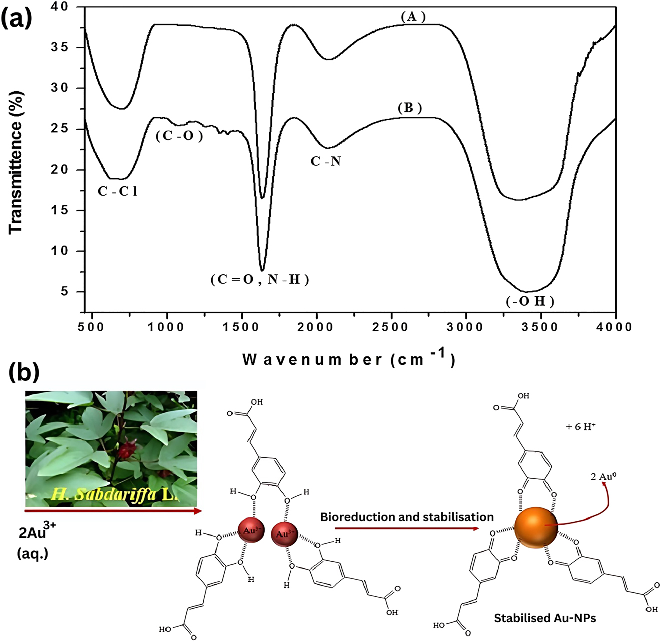Figure 7: 
FTIR spectra of the AuNPs colloidal solution derived from Elaeis guineensis leaves extract,
75
 the possible reduction and stabilization mechanism of Au3+ ions to Au0 induced by caffeic acid moiety present in H. sabdariffa L. extract. Adapted from ref. 76].
