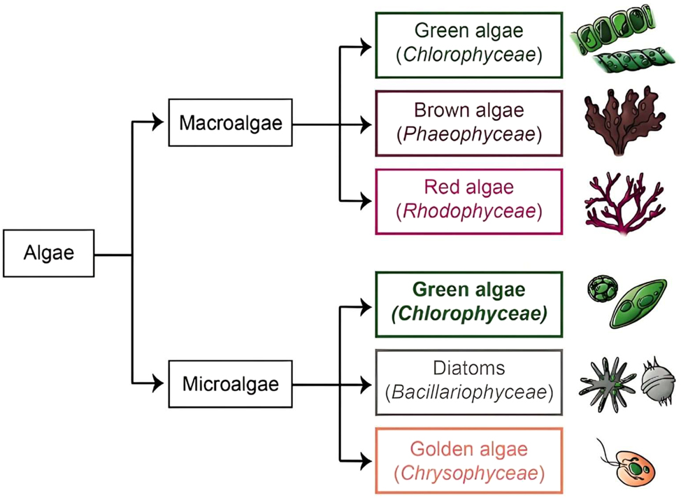Figure 8: 
Classification of algae into macroalgae and microalgae based on photosynthetic pigments, illustrating diverse biological sources for green synthesis of AuNPs. Adapted from ref. 85].
