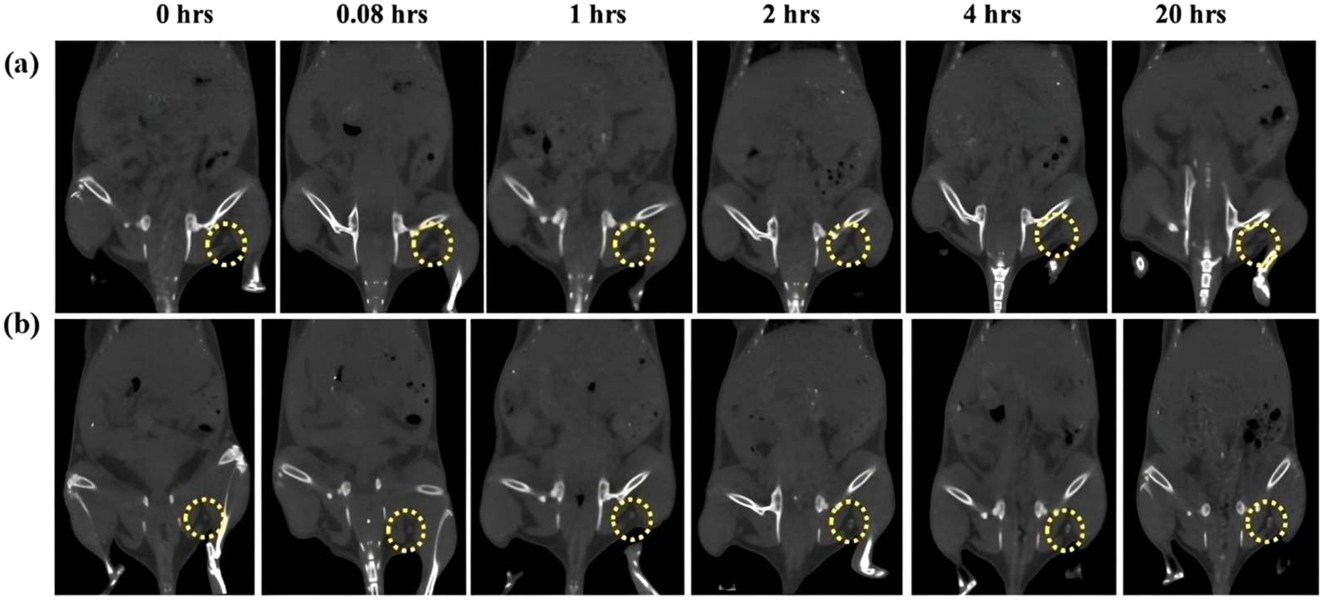 Figure 13: 
In vivo CT images of popliteal lymph nodes of mice that were injected with citrate-synthesized AuNPs (a) and mannan-synthesized AuNPs (b) over 20 h imaging period. Adapted from ref. 108].
