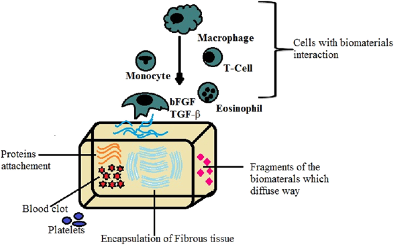 Figure 18:
The interface of bioimplant-tissues.