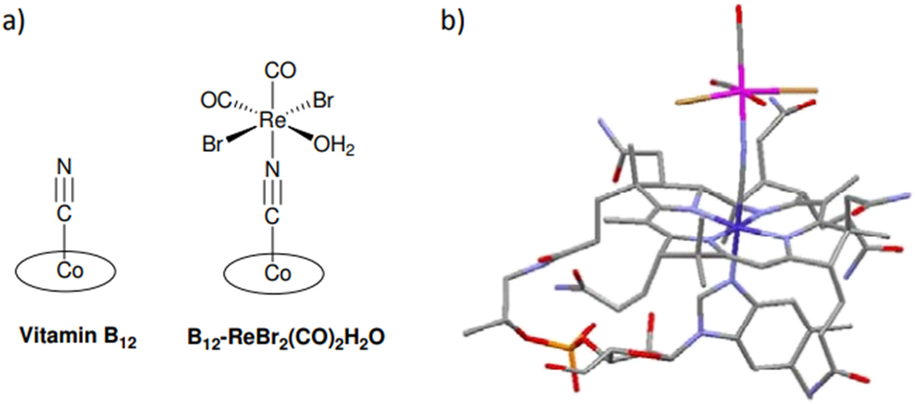 Figure 3:
a) Vitamin B12’s and its rhenium complex, B12-ReBr2(CO)2H2O, schematic structures; b) The B12-ReBr2(CO)2H2O structure as determined by DFT. For clarity, H atoms are not included. Structured line drawing produced with data from Dr. Fabio Zobi with assistance from the Mercury Program.