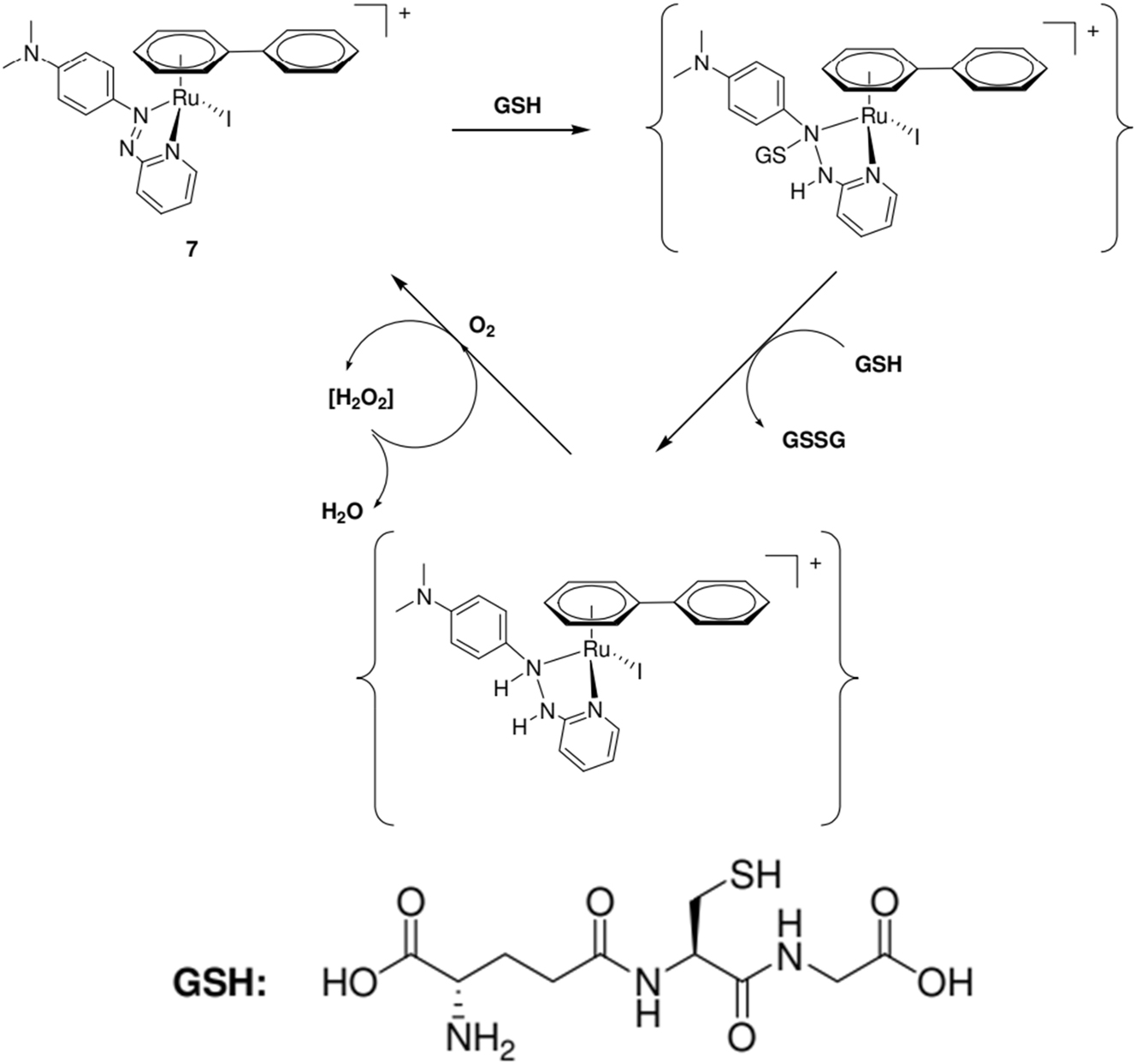 Scheme 2: 
Using compound 7 as an example, a proposed redox catalytic cycle is presented to explain the deadly action of inert Ru-arene complexes. Plan taken from reference.
39
,
60

