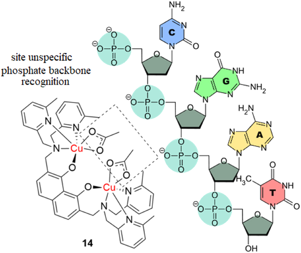 Figure 5: 
Highly cytotoxic dinuclear copper complex that binds to two neighboring phosphate groups in the backbone of DNA.
