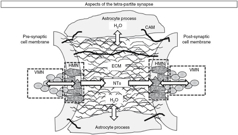 Figure 2: Schematic representation of the tetra-partite synapse formed by pre- and postsynaptic membranes but also the ECM molecules and the astrocyte processes. The tetra-partite synapse operates as an inter-neuronal communication device endowed with a high plasticity hence capable of multiple integrative functions. For further details, see the text and Figure 3. CAM, cell adhesion molecules; ECM, extracellular matrix; HMN, horizontal molecular network; NTs, neurotransmitters; VMN, vertical molecular network.