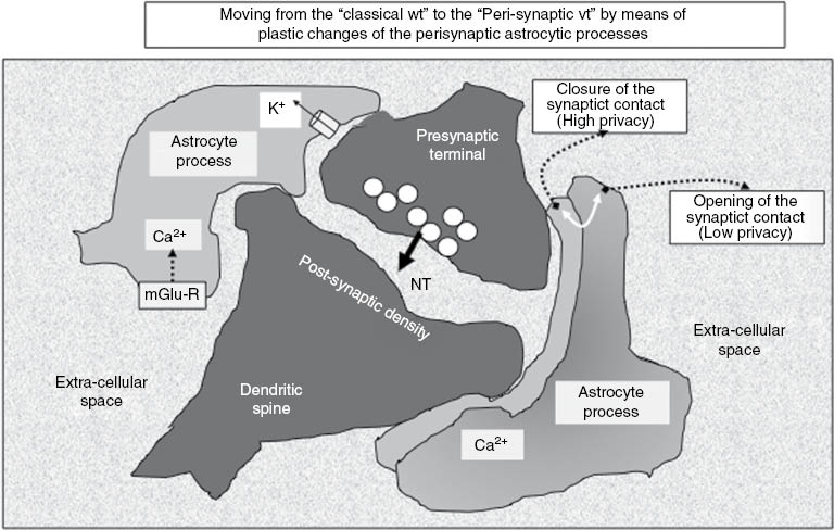 Figure 3: The tetra-partite synapse can operate both according to the ‘classical WT mode’ and (following plastic changes of the perisynaptic astrocytic processes) as a device that by means of a ‘perisynaptic VT’ can affect extra-synaptic, neighboring receptors. NT, neurotransmitter; VT, volume transmission; WT, wiring transmission.