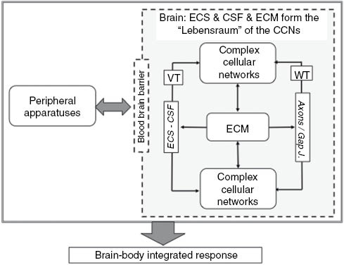 Figure 4: Proposal that ECS, CSF, and ECM form the ‘Lebensraum’ (vital space) of the CCNs. Thus, these components not only represent the combined environment allowing the survival of the brain cells but also are media for their communication processes. For further details, see the text. CSF, cerebrospinal fluid; ECM, extracellular matrix; ECS, extracellular space; VT, volume transmission; WT, wiring transmission.