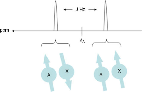 Figure 4: J-coupling effect of nucleus X on nucleus A.In the J-coupling most prevalent in in vivo1H-MRS, nuclei A and X are covalently attached to carbon atoms, which are covalently bonded to each other. The Larmor frequency of nucleus A, in the absence of J-coupling, is denoted by δA on the ppm scale of the horizontal axis. With J-coupling, the Larmor frequency of nucleus A is affected by the spin state of the nucleus X. If nucleus X is spin up (right), the J-coupling decreases the Larmor frequency by the amount J/2. If this nucleus X is spin-down (left), the J-coupling increases the Larmor frequency by the amount J/2. Because nucleus A is J-coupled to only one nucleus, the signal from nucleus A in all molecules is split into only two peaks.