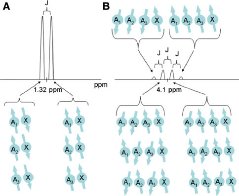 Figure 5: J-coupling effect in the lactate molecule.(A) Effect of the methine proton X on the signal from the three methyl group protons A1, A2, and A3 generates a doublet. (B) Effect of the three methyl group protons (labeled A1, A2, and A3) on the signal from the methine proton (labeled X) generates a quartet. A relatively high electron shielding around the methyl group protons places the center of the doublet at 1.32 ppm (see Figure 3). A relatively low electron shielding around the methine group protons places the center of the quartet at 4.1 ppm. Because of the rapid rotation of the bond linking the methyl and methine groups, the methyl protons are equivalent in their interaction with the methine group proton. In A, when the methine proton is spin down, the Larmor frequencies of the three methyl protons are each equivalently increased by 1/2 J. When the methine proton is spin-up, the Larmor frequency of the methyl proton is decreased by J/2. Because the probability of any particular methine proton being spin-down or spin-up is 50:50, the relative areas of these peaks are in the ratio of 1:1. In B, the Larmor frequency of the methine proton X is shifted in accordance with the number of methyl protons that are spin-up and spin-down. When all three methyl protons A1, A2, and A3 are spin down, the Larmor frequency of the methine proton X is increased by 3/2 J. When two methyl protons are spin-down and one is spin-up, the Larmor frequency of the methine proton is increased by J/2, and when one methyl proton is spin-down and two are spin-up, the Larmor frequency of the methine proton is decreased by J/2. Finally, if all three protons are spin up, the Larmor frequency of proton X is decreased by 3/2 J. Because the probability of any particular methyl proton being spin-down or spin-up is 50:50, the relative areas of these peaks are in the proportion of 1:3 to 3:1, respectively.