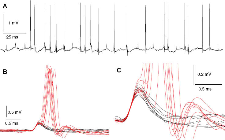 Figure 1: The relay.(A) Trace from an awake cat showing both LGN action potentials (large events) and retinal EPSPs (small positive events, aka, S-potentials). The retina drives LGN neurons, and these LGN neurons drive visual cortex. This neuron was driven by a single retinal input, a common observation. (B) The first 18 EPSPs have been aligned to show that both ‘successes’ (EPSPs that generated spikes, indicated in red) and ‘failures’ (EPSPs that failed to generate spikes) emerge from the same event (amplified in c to show greater detail). Overall, this LGN neuron operated near 50% efficiency (54% over ~1 h). The retinogeniculate synapse is among the most powerful in the brain. The puzzle: What is the benefit of ignoring half of the impulses the retina sends it? (From Weyand, 2007).