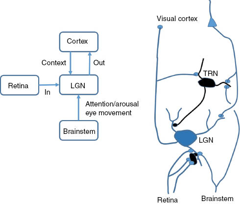 Figure 2: Two schematics of the LGN: flow-chart block diagram emphasizing functional features (left) and basic circuit design (right).Left: The essential LGN. Sensory input from the retina drives the LGN. Retinal input is necessary but not sufficient. The principal cells that receive from the retina also project to visual cortex. Nonretinal inputs, including local circuits, edit LGN spike output. These include signals regarding state, attention, and arousal from the brainstem, oculomotor signals from the brainstem, and context from visual cortex. Right: Circuit implementation of the functional diagram on the left. Retinal fibers drive the LGN relay cell. Collaterals of the driving retinal axon and other retinal fibers also make contact with an inhibitory interneuron (black blob; in reality, the interneurons have a small soma and extensive dendrites, which rival projection neurons in volume sampled) which then makes contact with the relay cell (feedforward inhibition). The relay neuron projects to and drives neurons in layer IV of visual cortex. As the axon ascends to the cortex, it sends a collateral into the TRN, whose neurons are inhibitory. The TRN neuron then projects back to the LGN relay neuron (recurrent inhibition) or the local interneuron (disinhibition). LGN relay cells are modulated by intrinsic interneurons, TRN neurons, brainstem modulation (inhibitory and excitatory), and a large descending pathway from layer VI. Excitatory influence from layer VI can reverse sign via connections with TRN and intrinsic interneurons. Many details of this circuit are covered in the text.