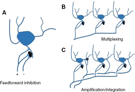 Figure 3: Summary of variations in retinogeniculate wiring.(A) Feedforward inhibition: the retina drives a disynaptic inhibition on relay cells. Retinal fibers make direct contact with proximal dendrites of LGN relay cells. This generates a powerful EPSP driving nearly all LGN spikes. Collaterals of some of these same retinal fibers and axons from retinal ganglion cells of opposite polarity can make contact with dendritic processes of inhibitory interneurons (black blobs), which then make synaptic contact with dendrites on the relay cell. When the source of the retinal input to the inhibitory interneuron is from the same retinal ganglion cell that makes excitatory contact on the LGN neuron, the resulting inhibition is associated with temporal diversity, including construction of lagged cells. When the source of retinal input driving disynaptic inhibition is from retinal ganglion cells of the opposite polarity (e.g. indicated by ‘–’ sign), the circuit could easily enhance the surround (e.g. Martinez et al., 2014). (B) Multiplexing. A given retinal fiber makes synaptic contact with multiple relay cells, providing a means to amplify retinal signals. (C) Integration. Multiple retinal axons converge on LGN neurons, creating receptive fields that do not exist in retina. Multiplexing and integration are often combined.