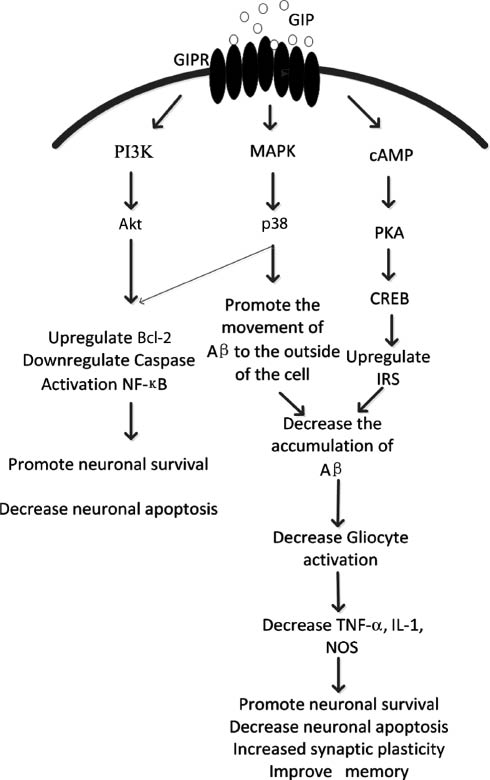 Figure 1: After GIP activation of the GIPR, multi-directional pathways are activated by cAMP/PKA/CREB (Kim et al., 2008), cAMP/Akt/PKB (Kim et al., 2005b) and MAPK (Ehses et al., 2003), and other signaling pathways. P38 can be activated to facilitate extracellular Aβ transport, and in addition, to activate adenylate cyclase (AC), which increases intracellular cAMP levels and further activation of cAMP-dependent PKA. PKA activation increases cAMP response element binding protein (CREB) transcriptional activity, increases insulin receptor substrate 1 (Irs1) (Trümper et al., 2002) expression, together with the activation of p38 reduces the deposition of amyloid, decreases inflammatory cytokine TNF-α, IL-1, NOS release, and thereby can improve cognition, memory, and synaptic plasticity increase while decreasing neuronal necrosis and apoptosis (Ehses et al., 2003; McIntosh et al., 2009).